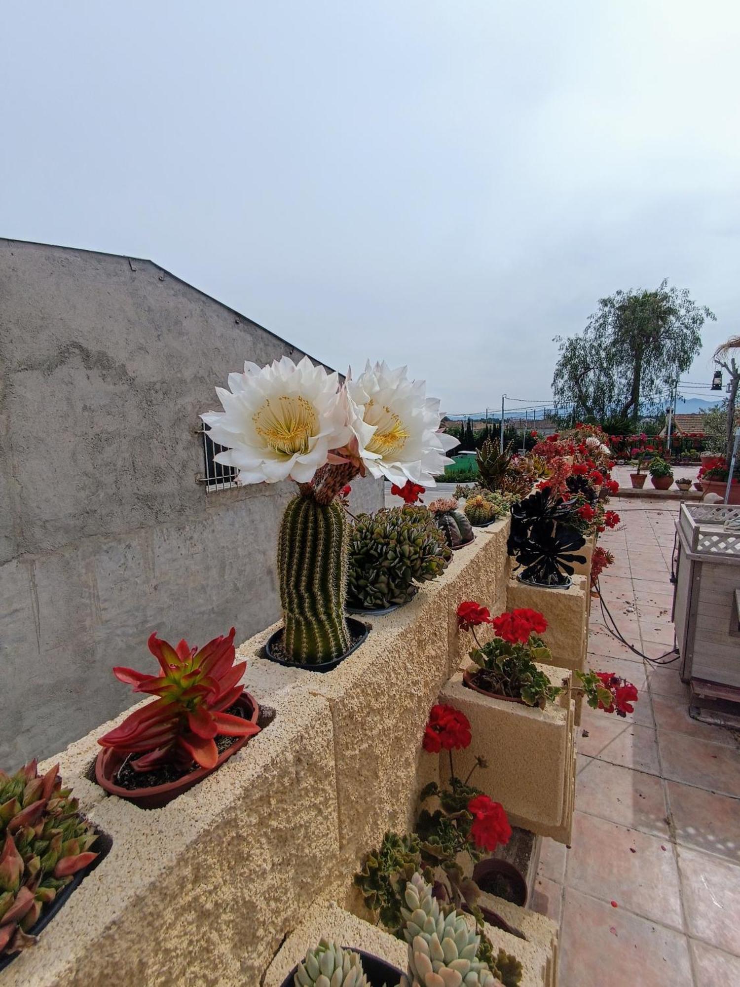 Casa Chalet Venta Ruizo ลอร์กา ภายนอก รูปภาพ